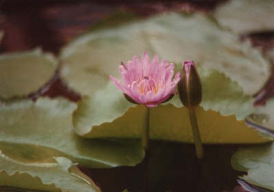 粉红色和白色的花朵在微距镜头
